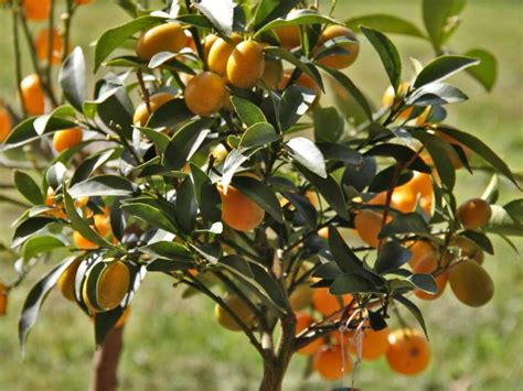 fortunella torrent|Fortunella margarit : Growing and Care .